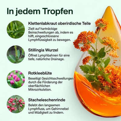 Lymphliebe® Lymphdrainage-Tropfen